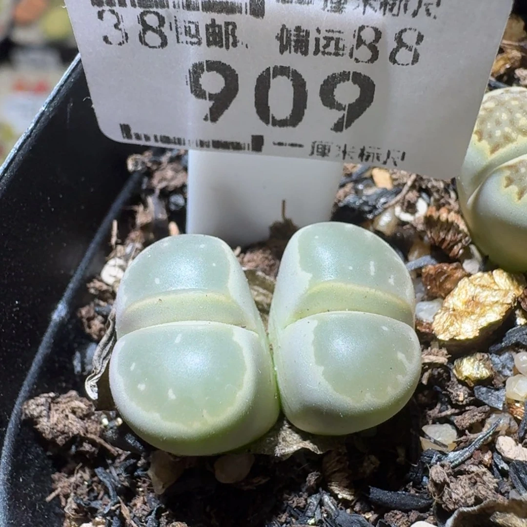 Sss精品便宜了909全窗