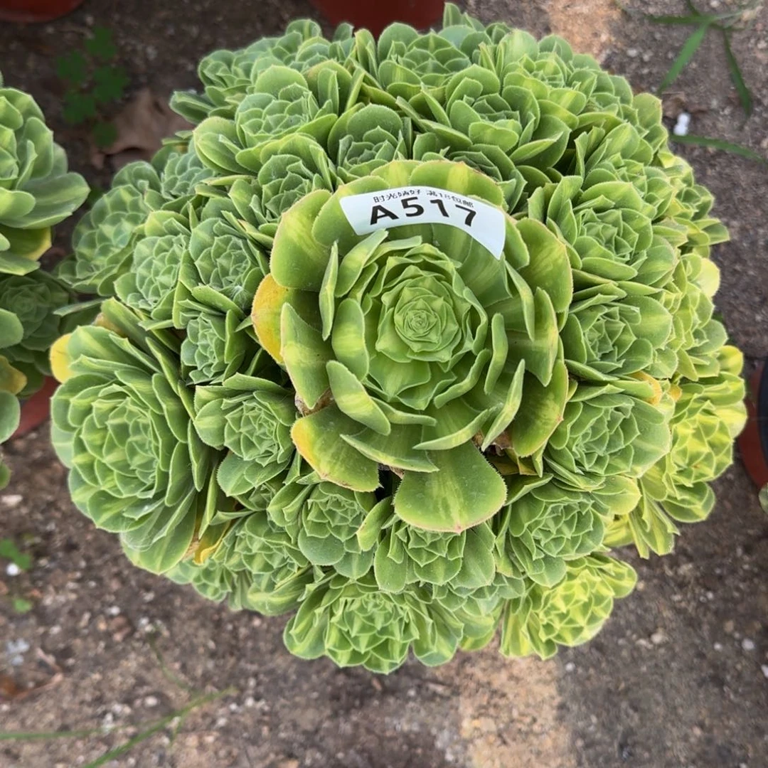 517翡翠琉璃多肉植物