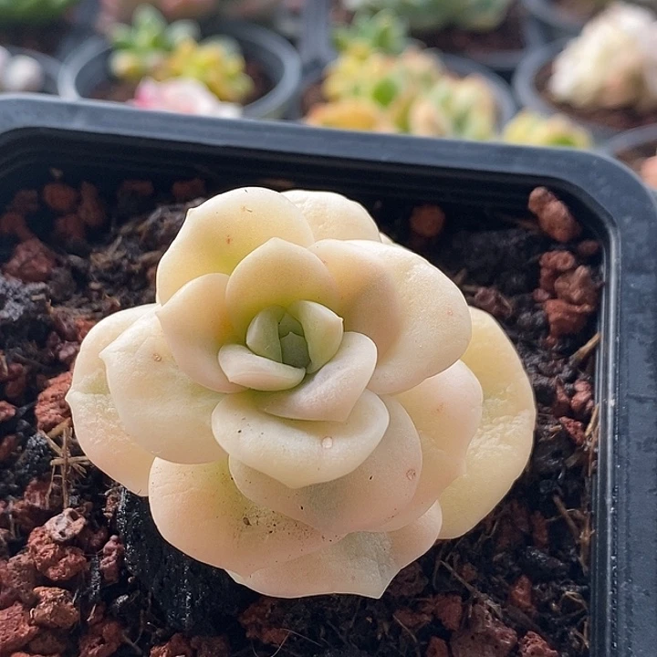 可爱玫瑰宽锦多肉植物