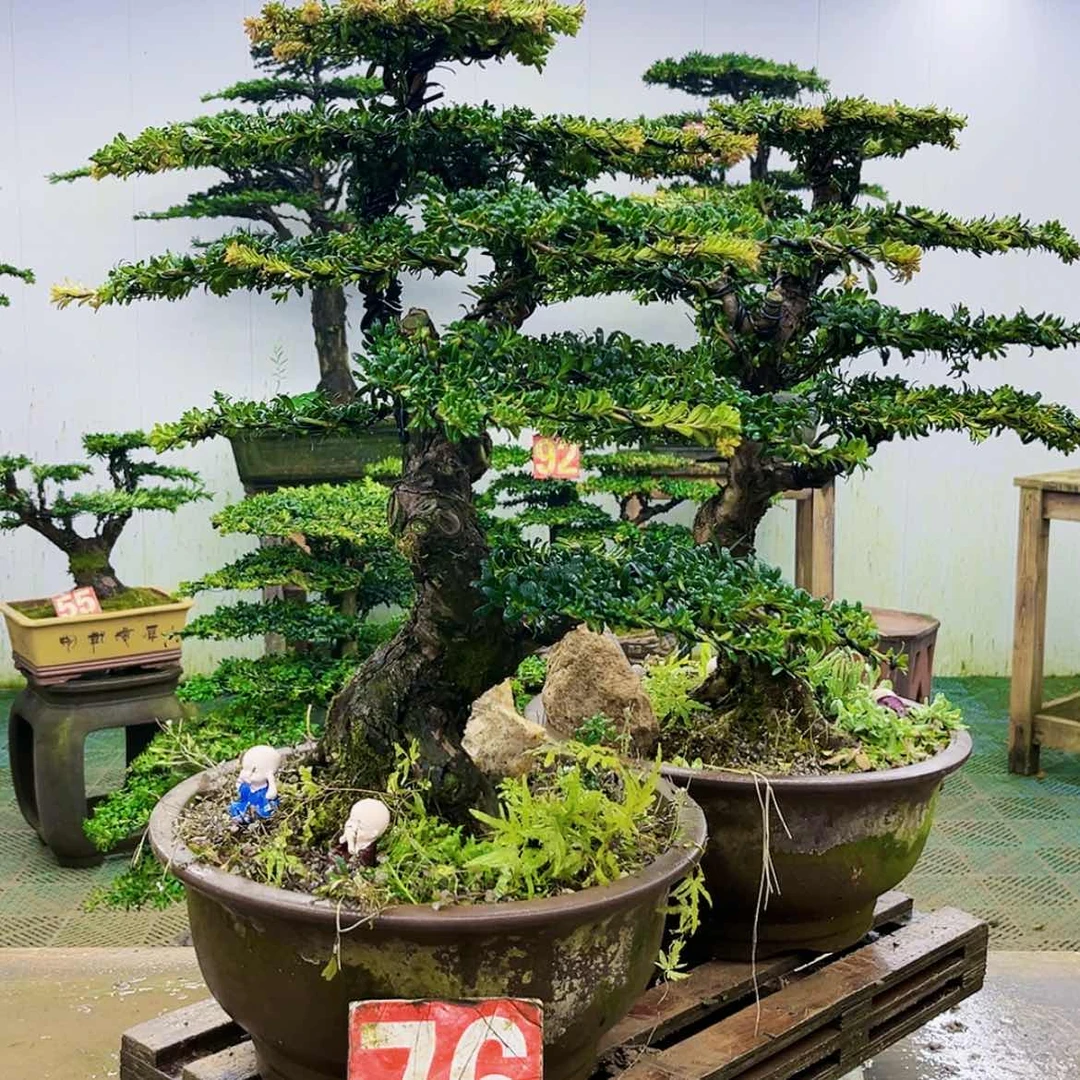 【闪购商品】无花朵