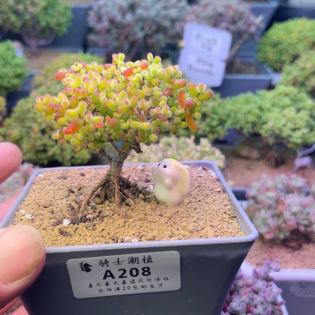 208金桔糖球提根造型桩