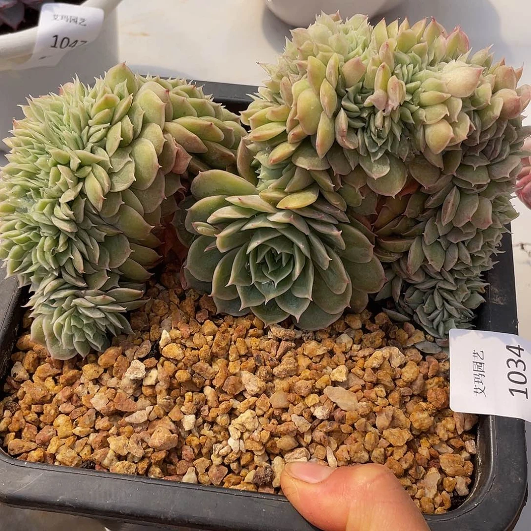 034 多肉多肉多肉