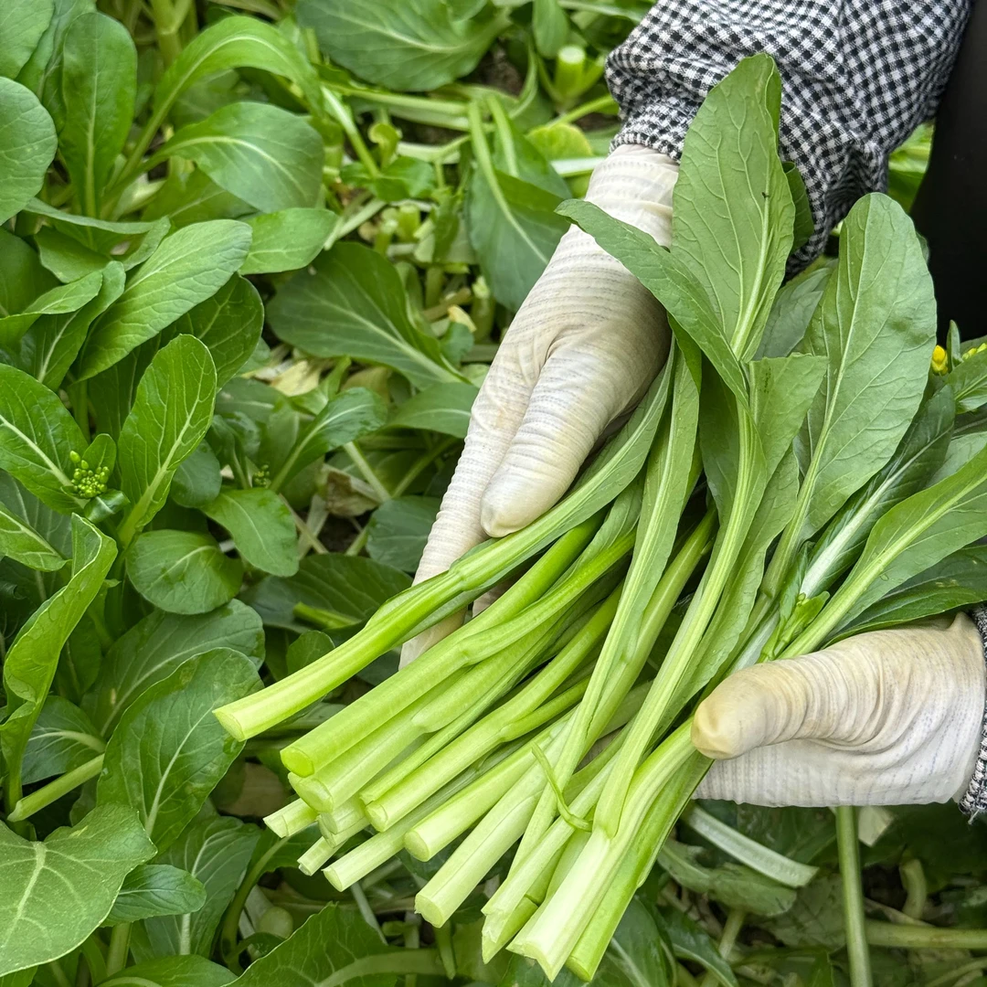 甜菜心3斤送2斤