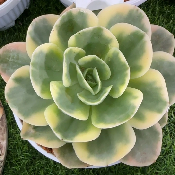 1601星娜塔锦多肉植物的
