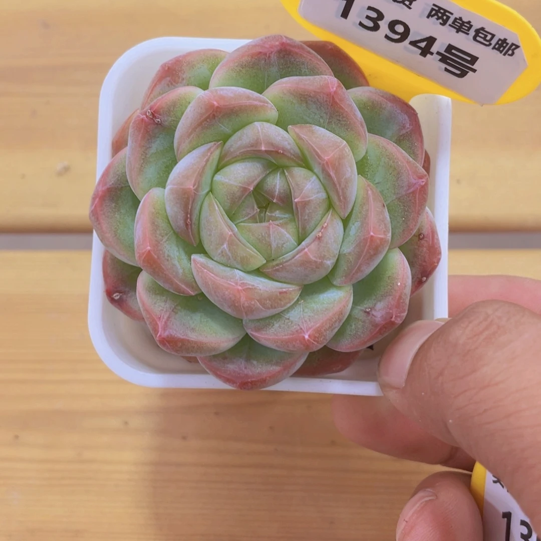 1394号 厚叶大胖子白桃汽水带盆