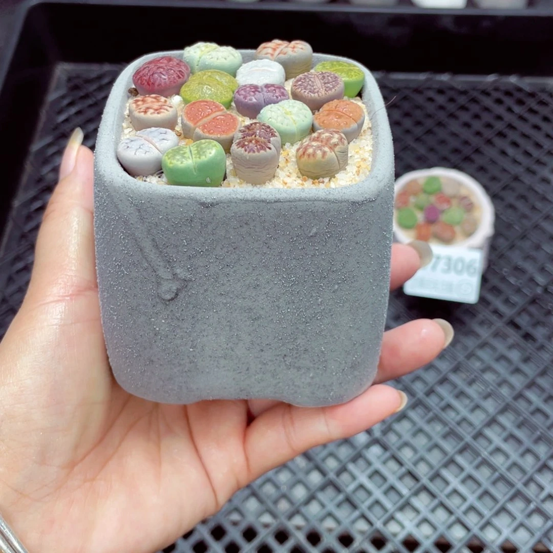 w7307盆微瑕带盆土发货一物一拍