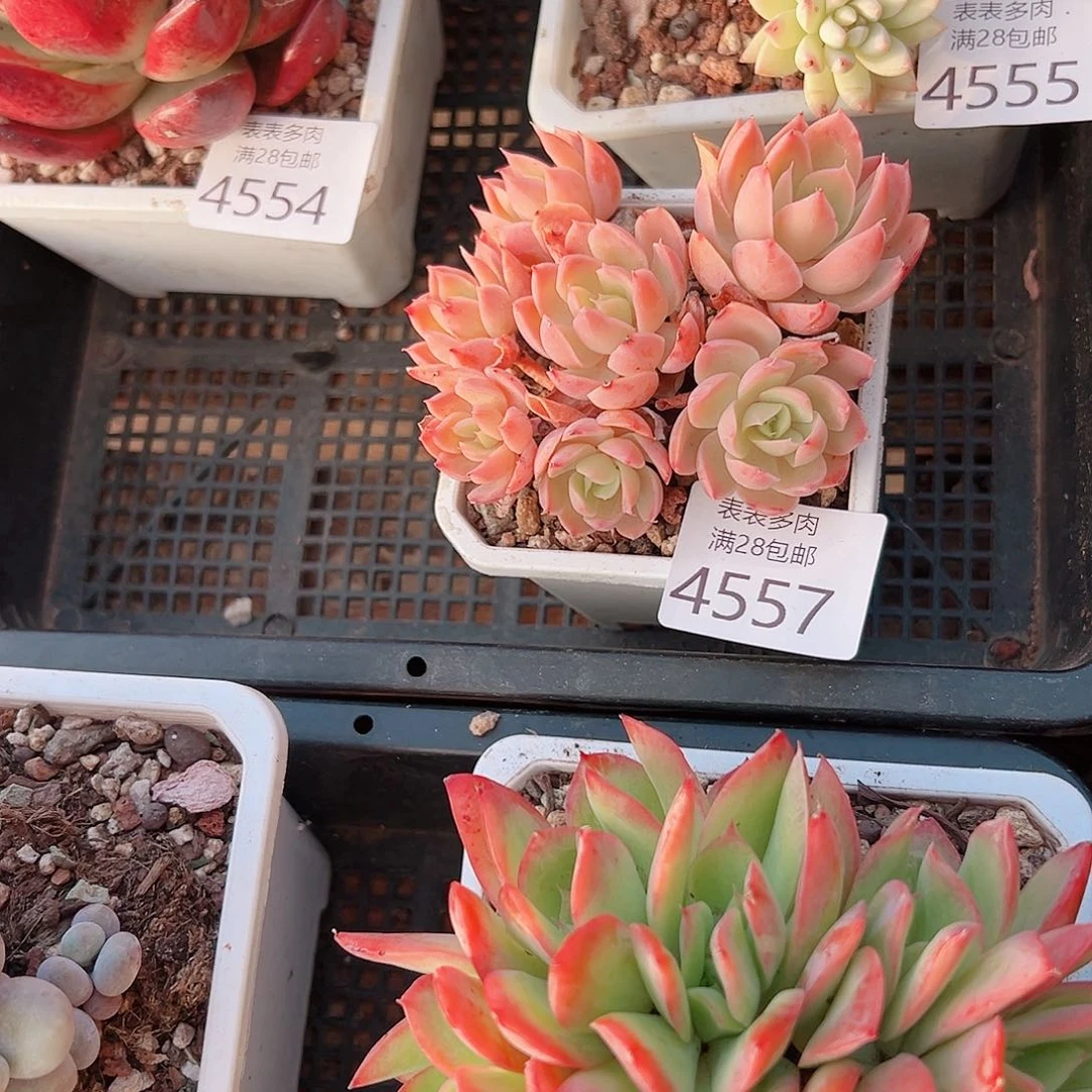 无花朵苏*多肉一物一拍4557