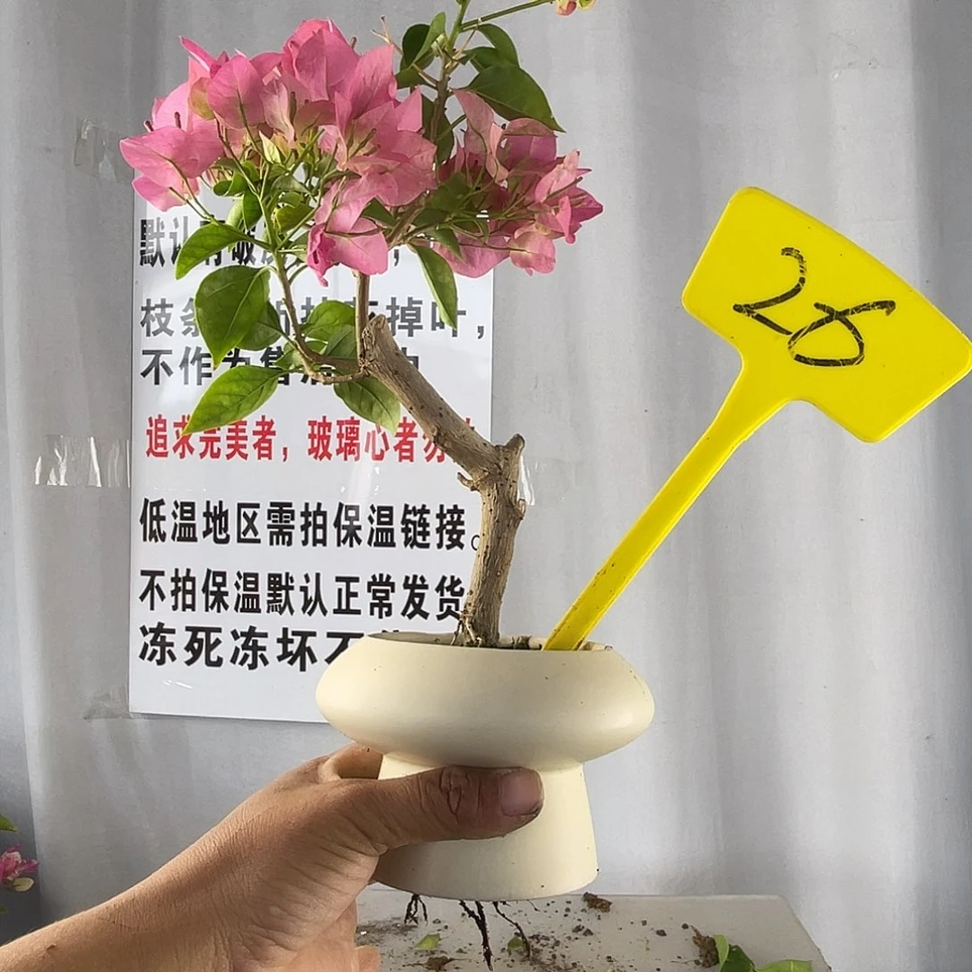 大部分花苞少量开放26绿叶水晶掌中宝
