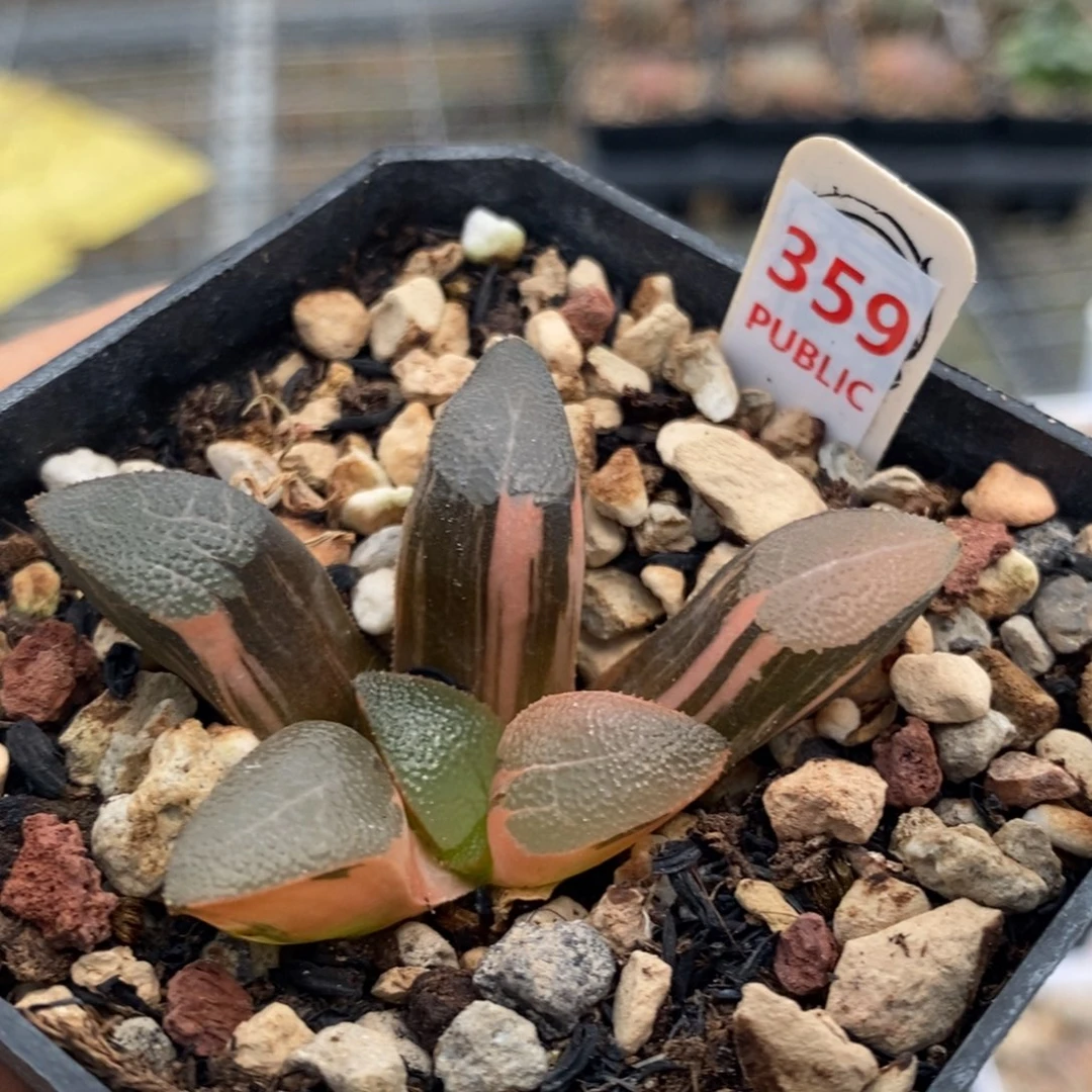 359号网纹克锦多肉植物