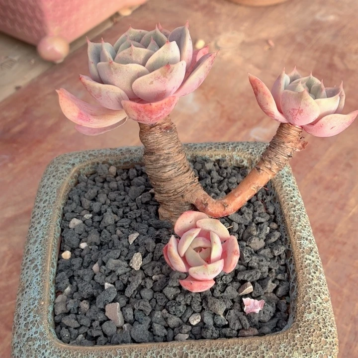 多肉植物 蓝色苍鹭-4