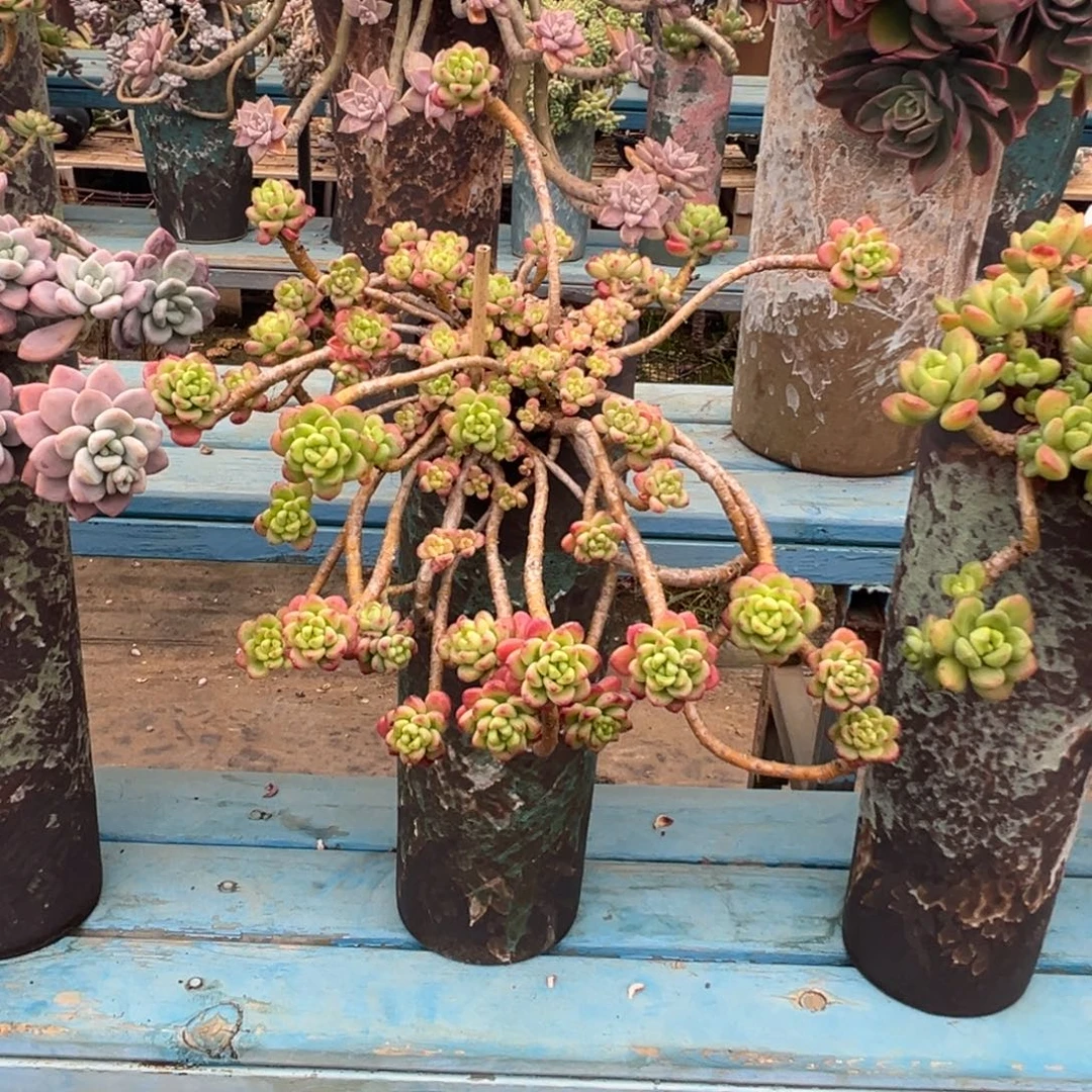 精品香格里拉妖桩 裸肉