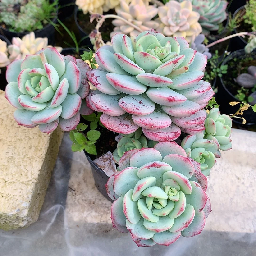 香草一物一拍22-37