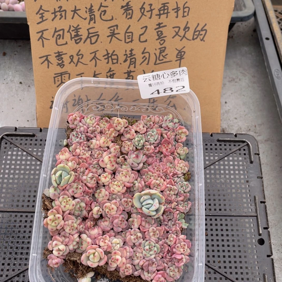 云糖心多肉植物482