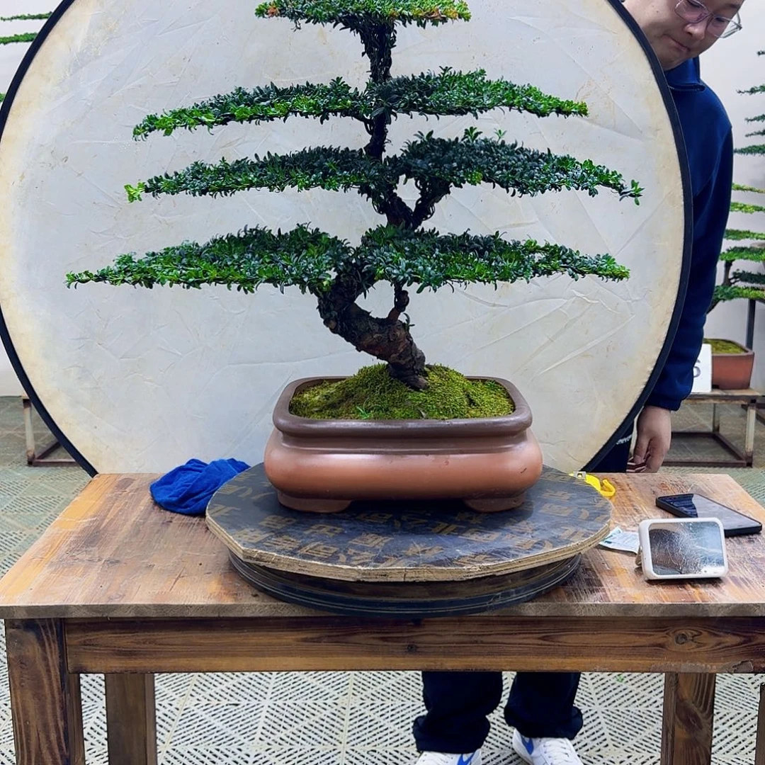 无花朵珍珠红芽罗汉松造型盆景