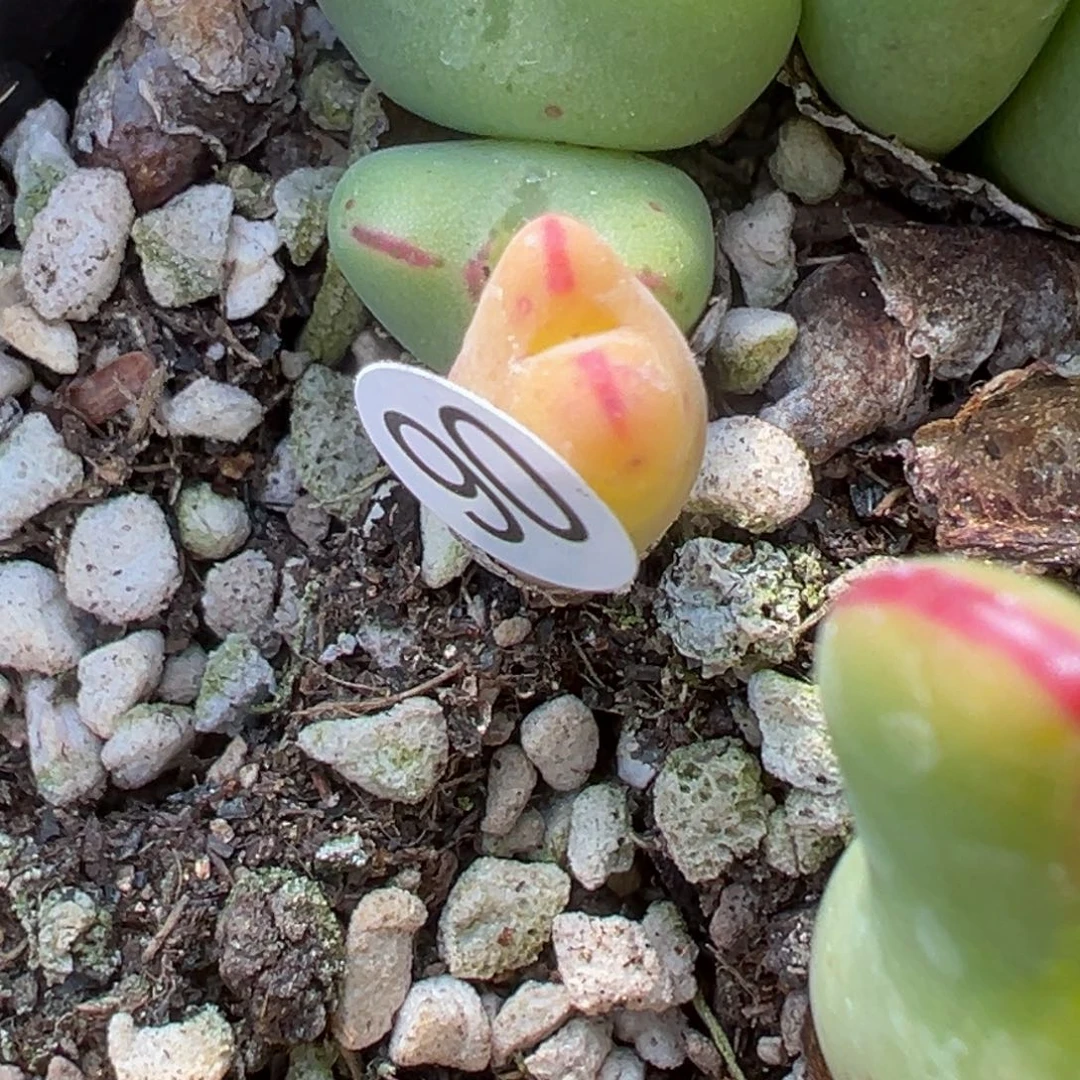 Ｒ*多肉植物111111111111111