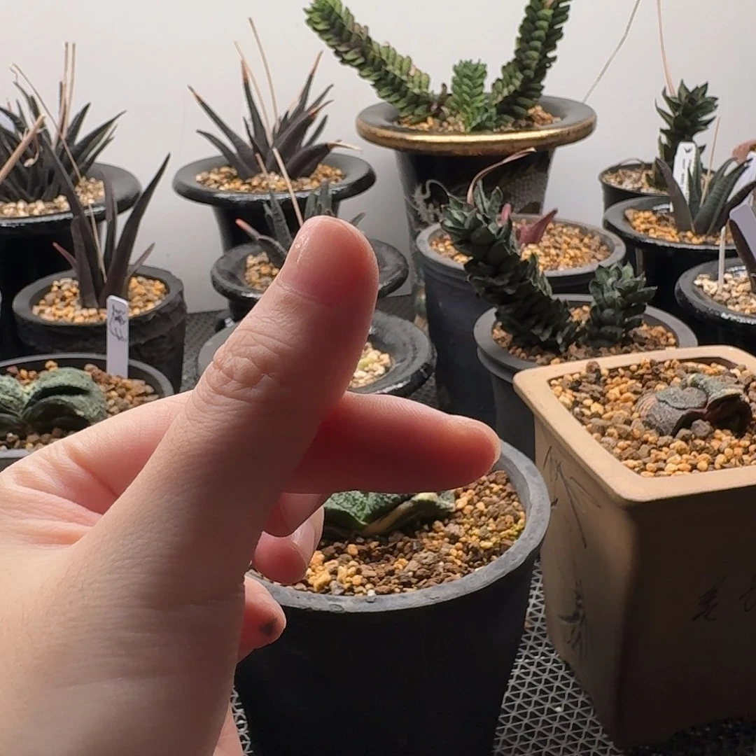 脱土软萌小仙人球两颗一组脱土