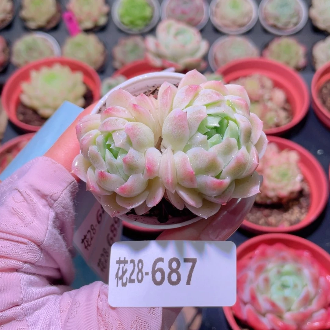 花利美28-687新品