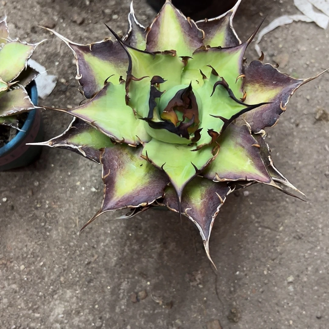 D***n黑蒂斯仁王冠植物