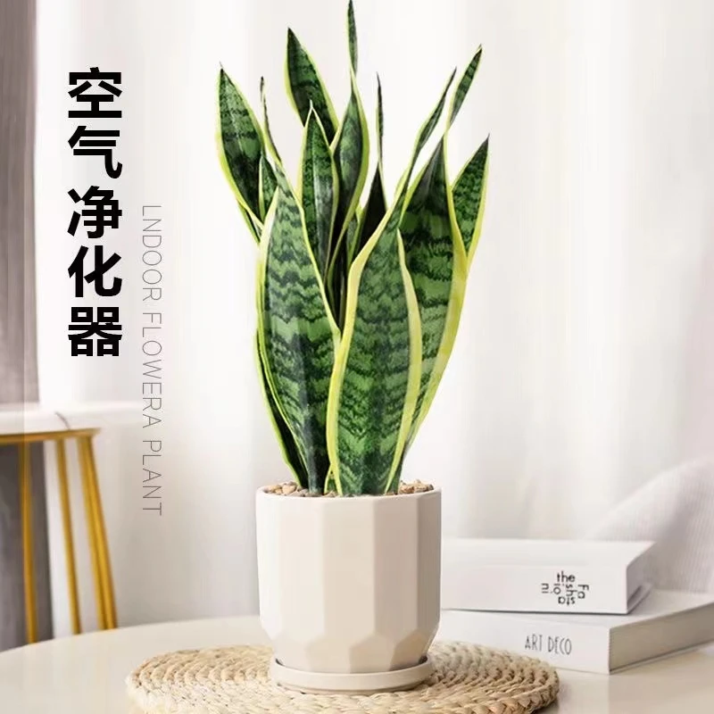 金边虎皮兰室内绿植好养活办公室植物净化空气吸甲醛懒人植物耐旱