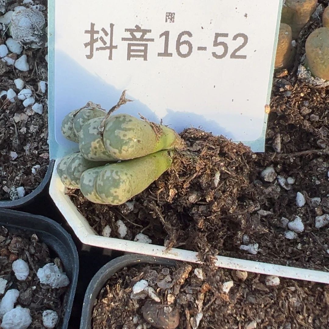 十**i16-52勋章多肉植物
