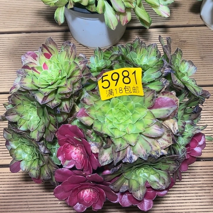 981 无根知否多肉法师锦