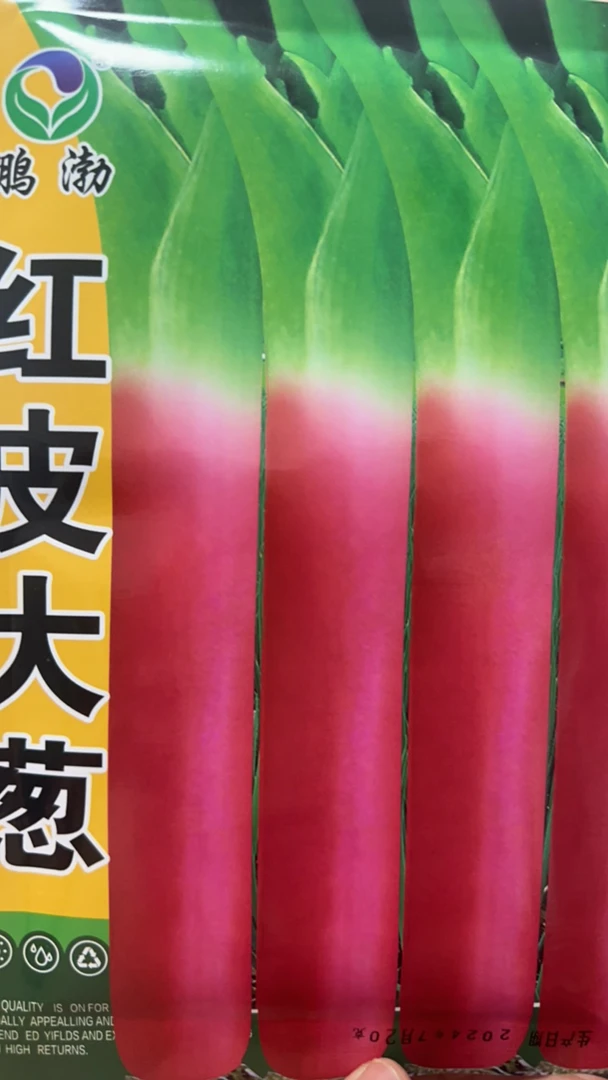 鑫宇闯关东红皮大葱种子