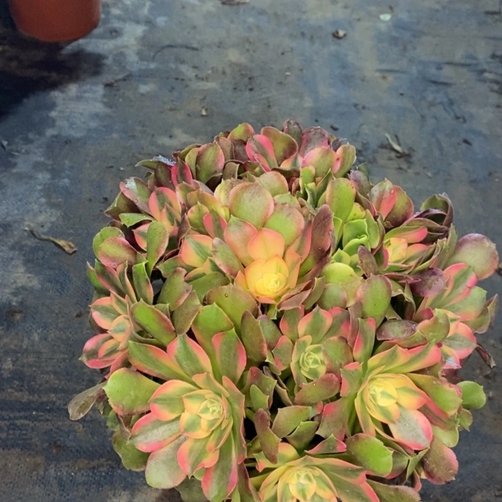 香妃多肉植物21。