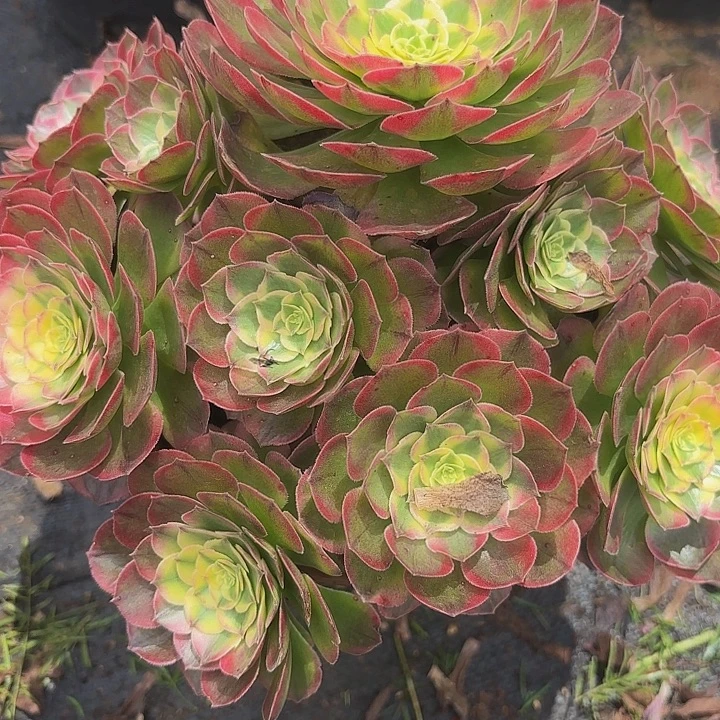 看***!多肉植物福利353个