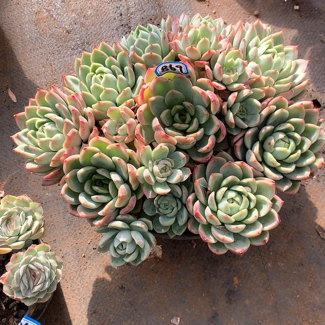 869杂 一物一拍多肉