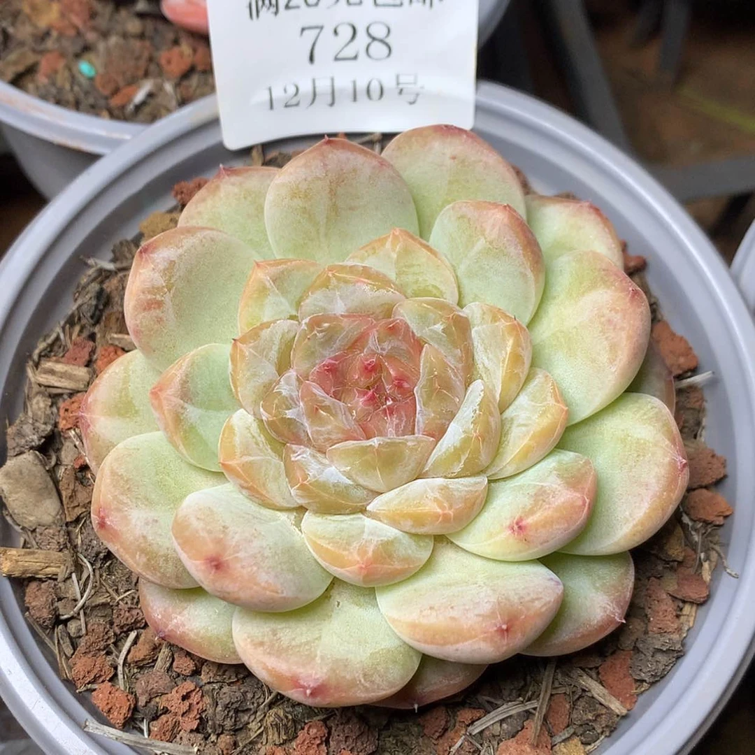 【闪购商品】云728号