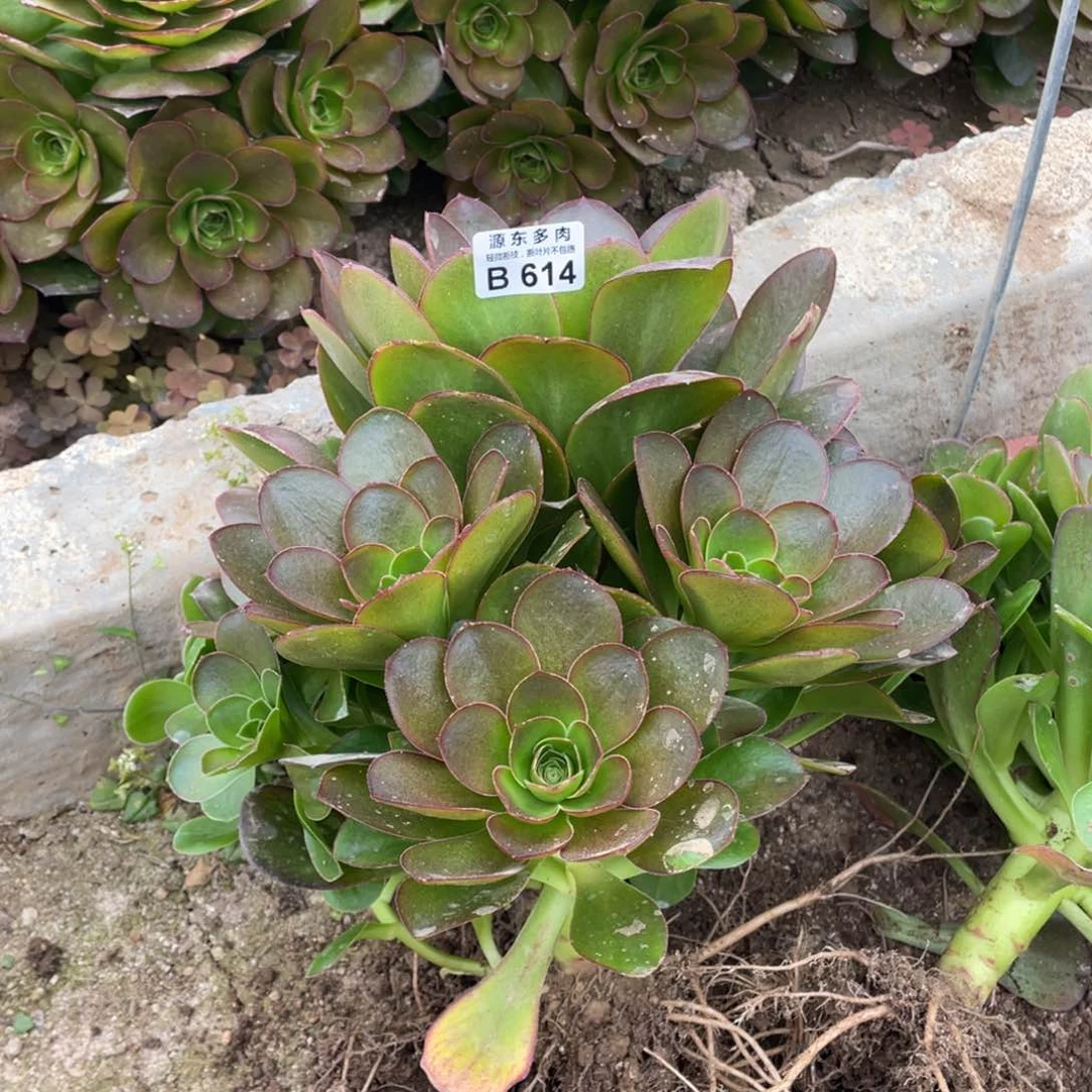 614魅金玫瑰3号棚多肉法师断枝不包量