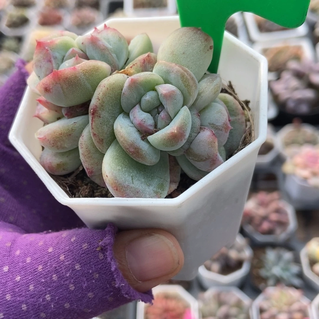 771如梦令石化多肉植物