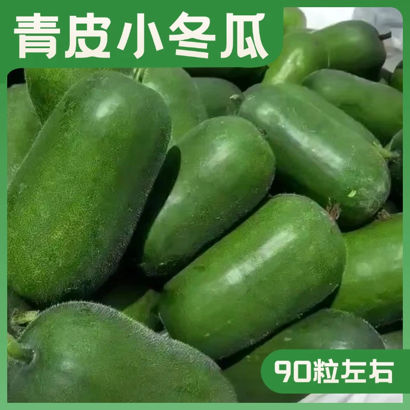 贝贝青皮小冬瓜种子甄选小节瓜种籽优质水果小青皮冬瓜籽全国种植