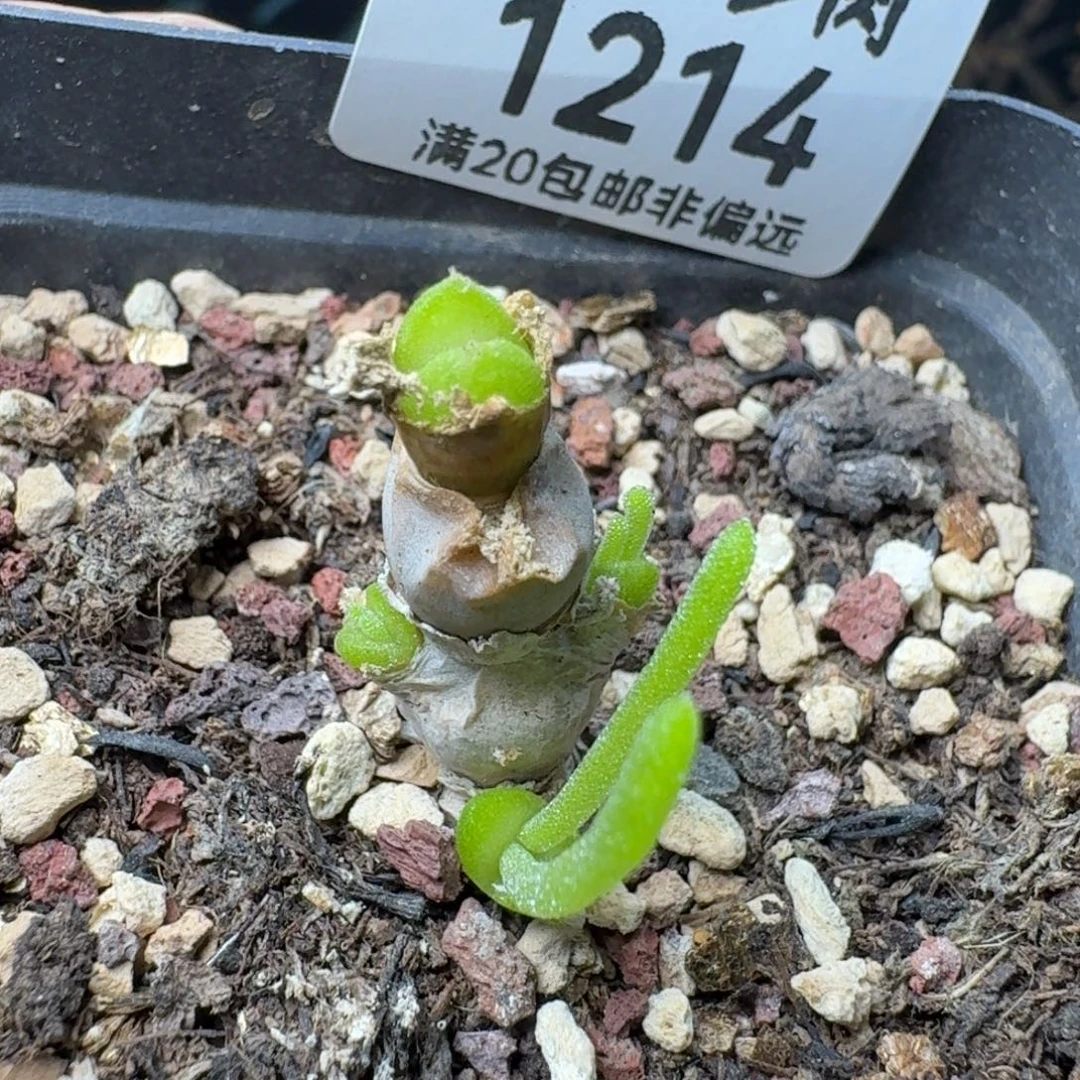 碧光环
