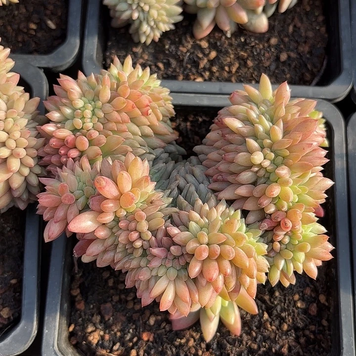 红体红蜻蜓缀化精品多肉