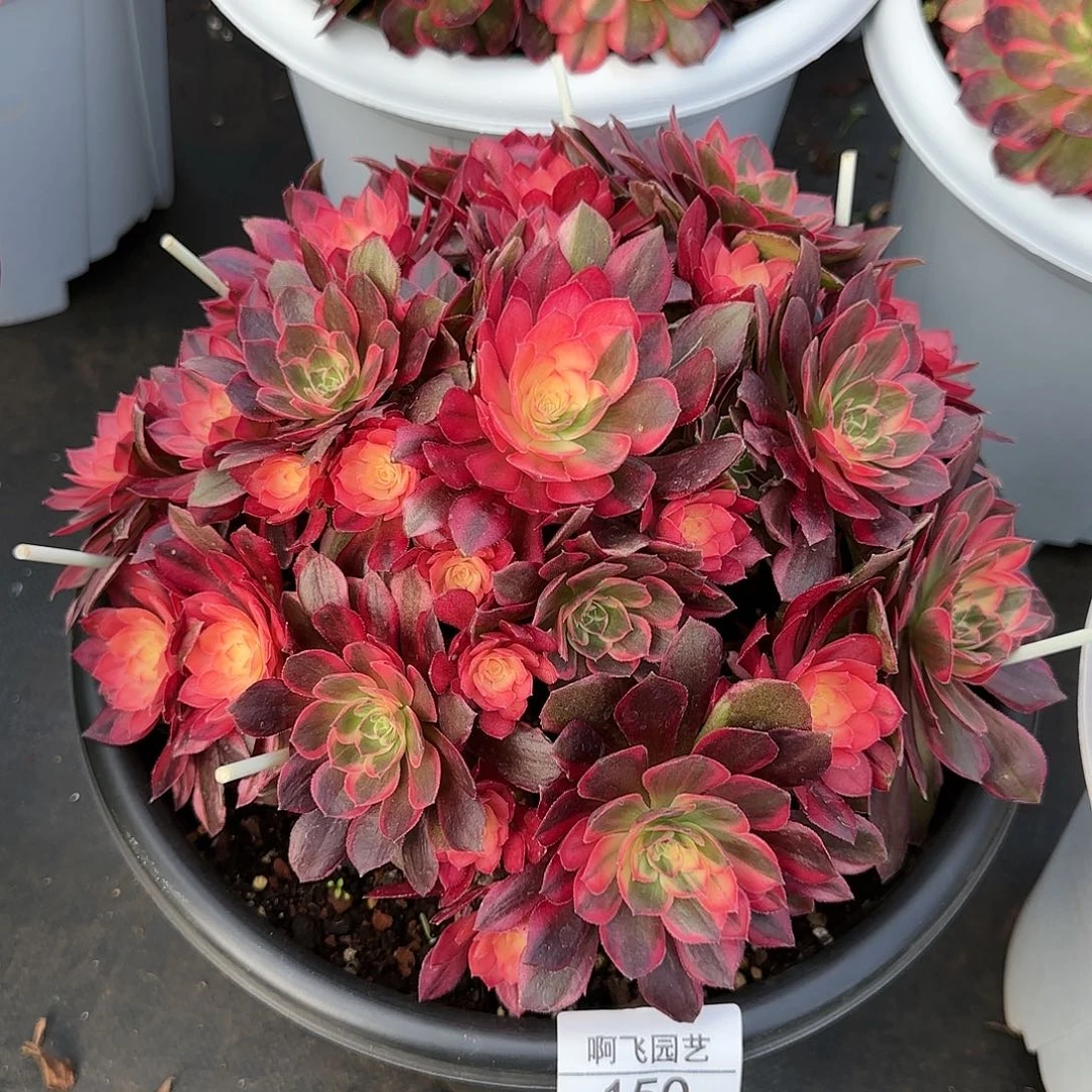 童*贝150多肉 黑魔锦寄养