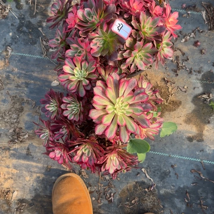 37处理不包售后有砍过有断肢处理2