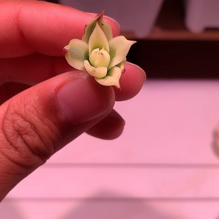 奥罗锦锦锦锦锦锦锦