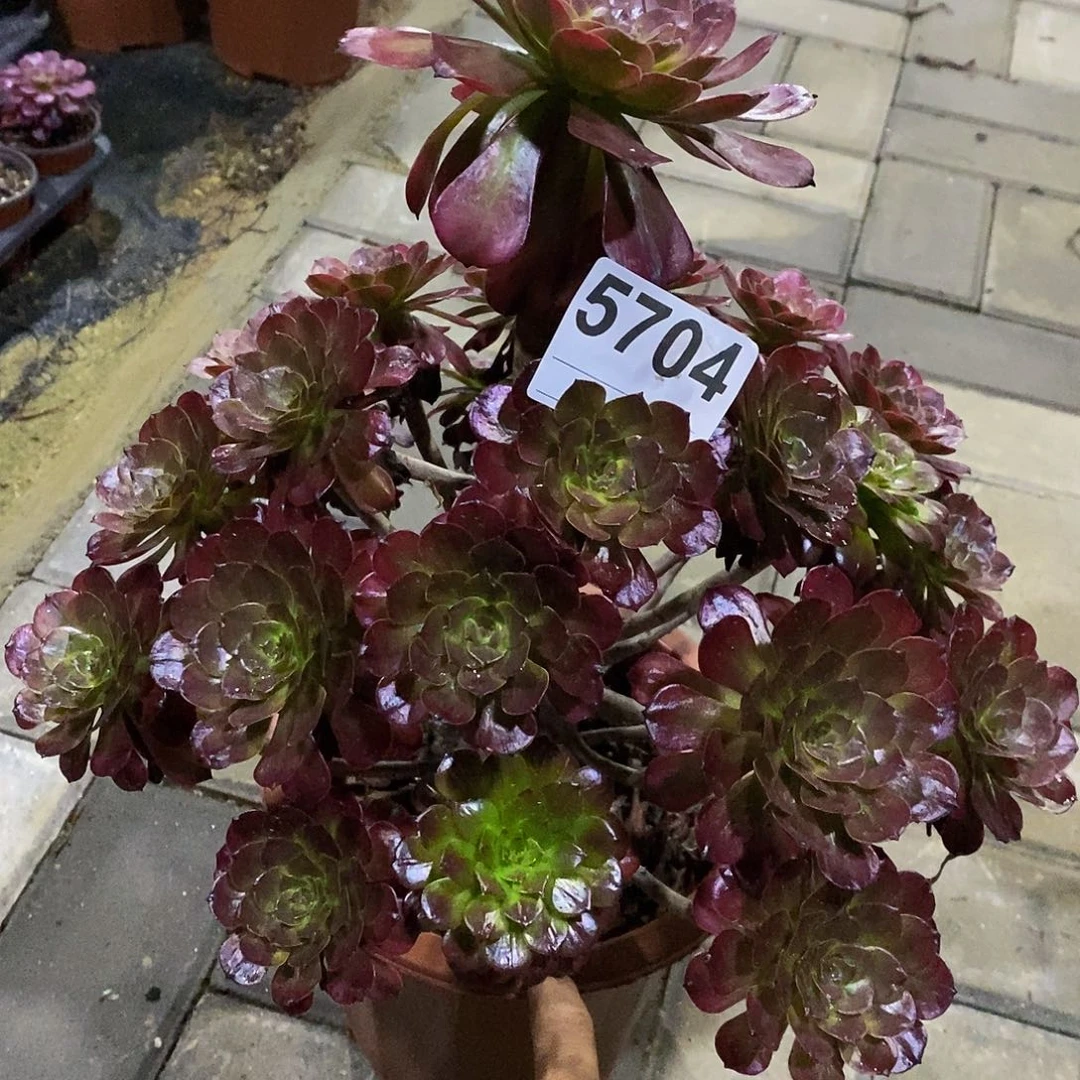 三***器5704美姬55555555555