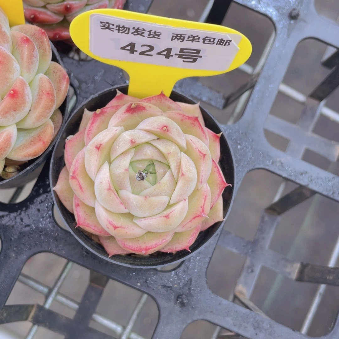 424号 边线圆脸麦秆单头一个m