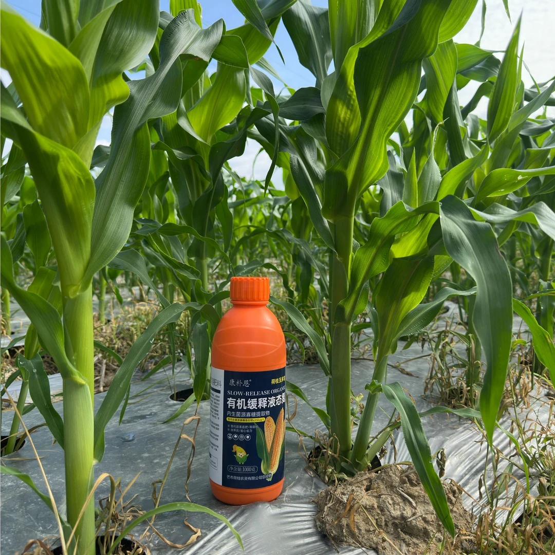 荷桂玉多宝前期促根壮苗，中期茎秆粗壮叶片厚绿，飞机叶长籽粒饱满