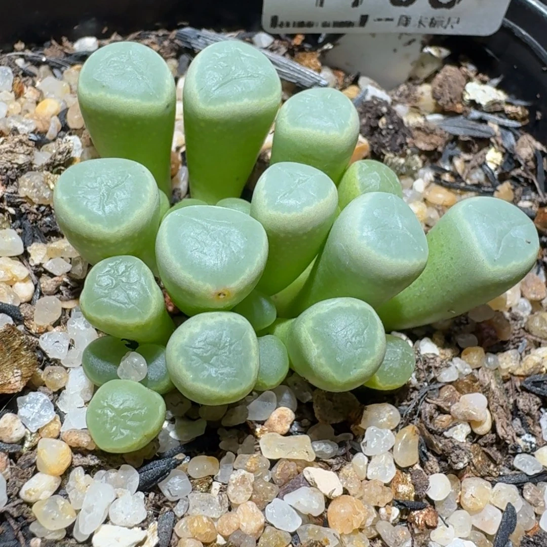 zzzz生石花肉锥1738