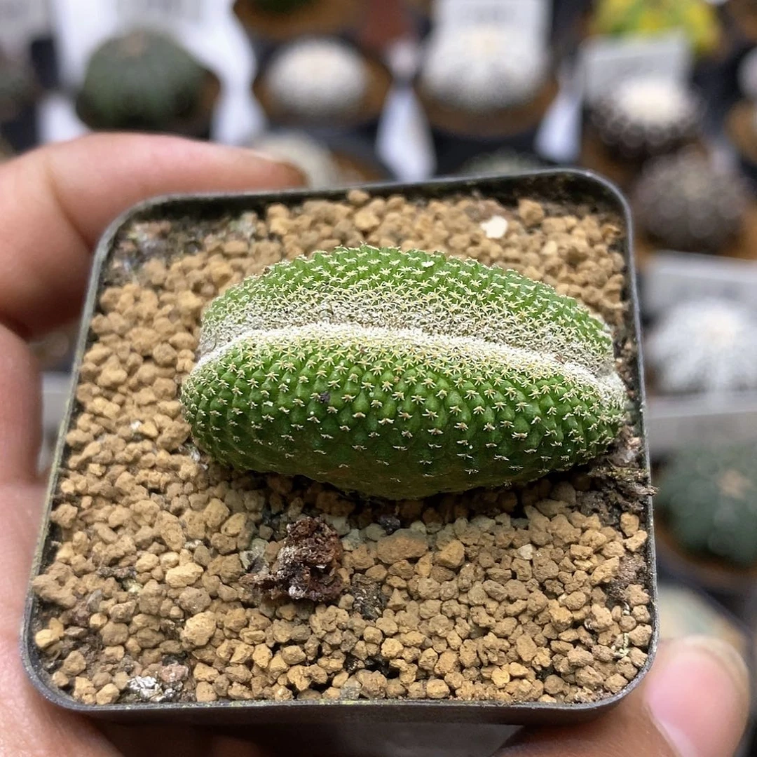 菊水一体化福利活动中