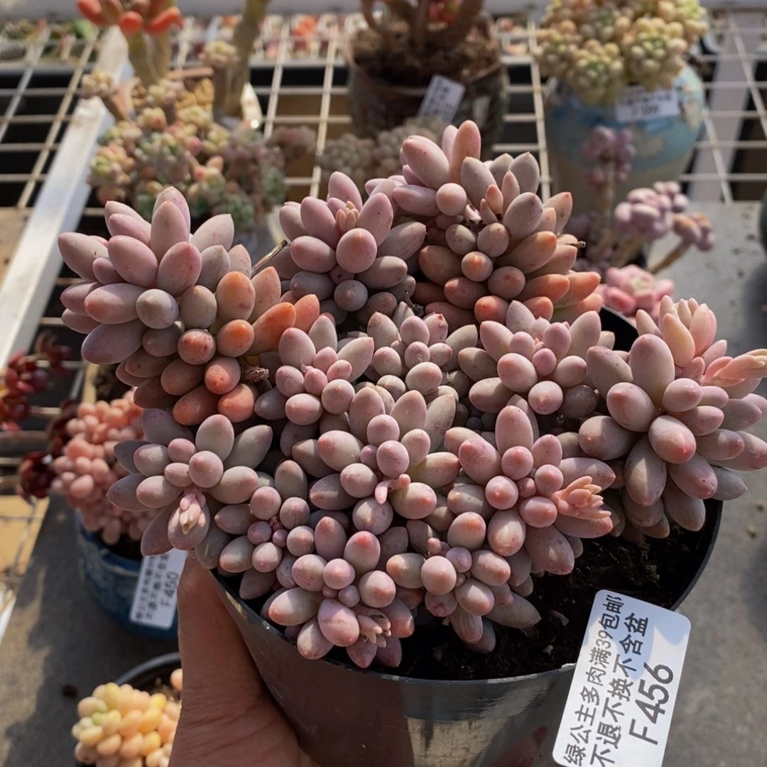 婴儿手指456/10c m