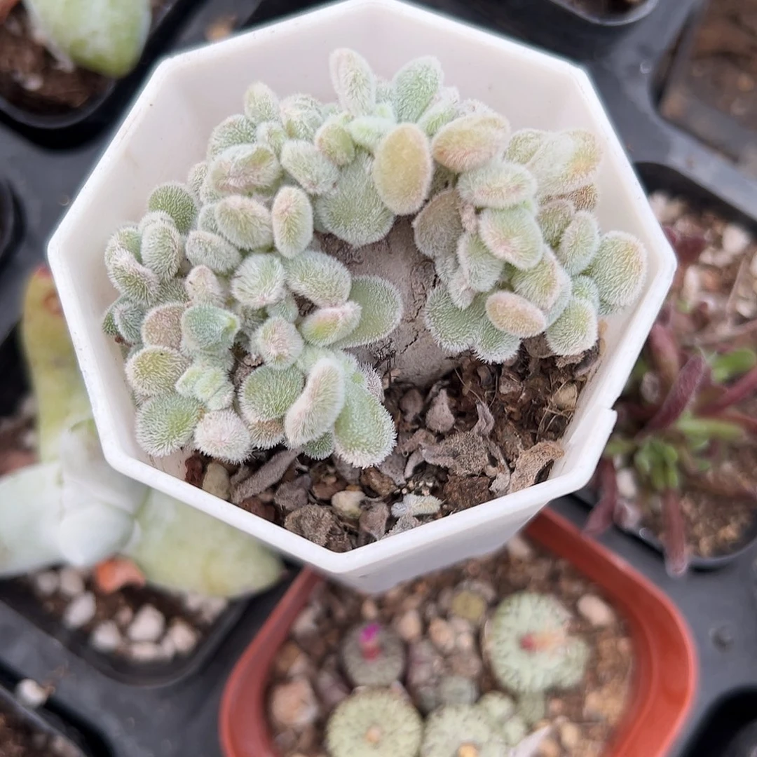 多肉植物雪晃星缀化