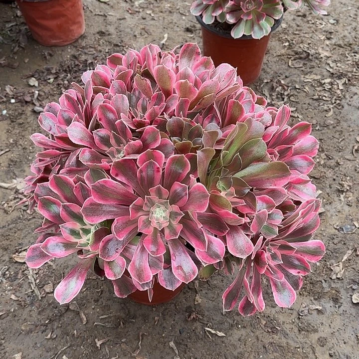 多肉植物法师女神19