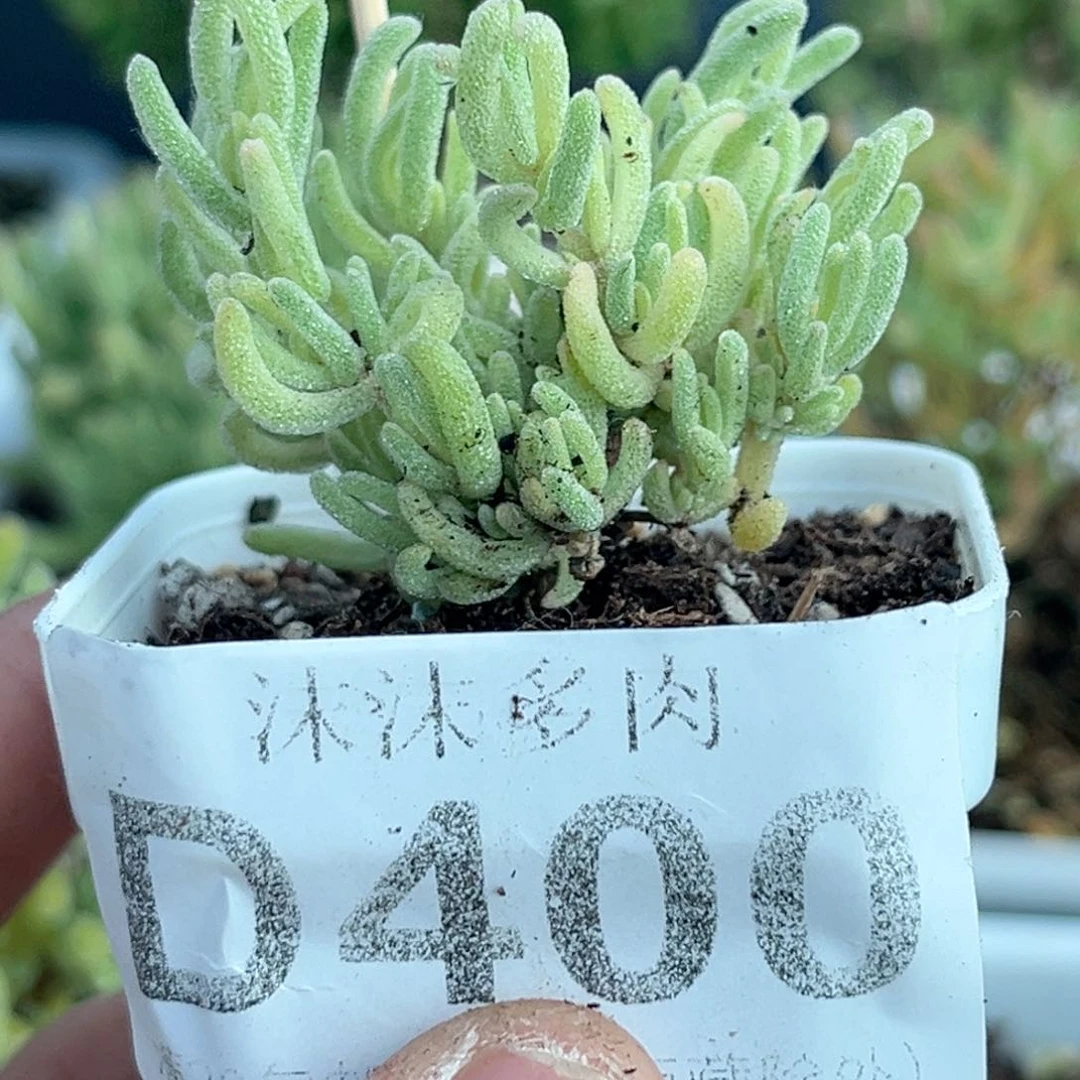 无*400红红叶荧光兔锦