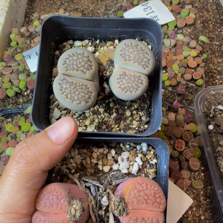 白*白多肉葡萄的季节142