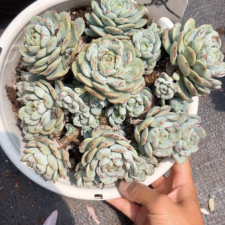 晨语多肉，一组自拍香草52