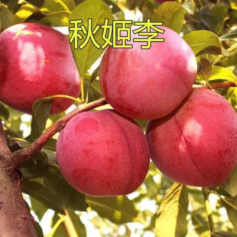 特大脆甜秋姬李子苗南北方庭院种植秋姬李子树苗地栽盆栽李子树苗